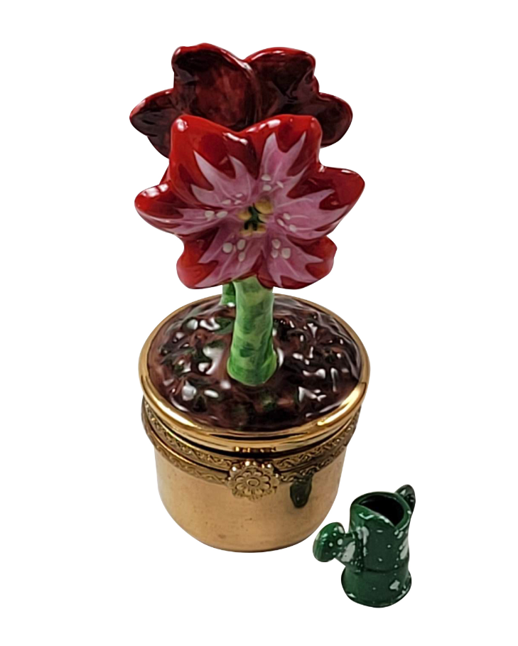 Red Amaryllis Flowers w Watering CAN, a hand-painted Limoges porcelain gift