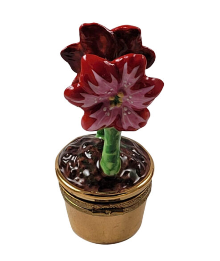 Red Amaryllis Flowers w Watering CAN, view 2