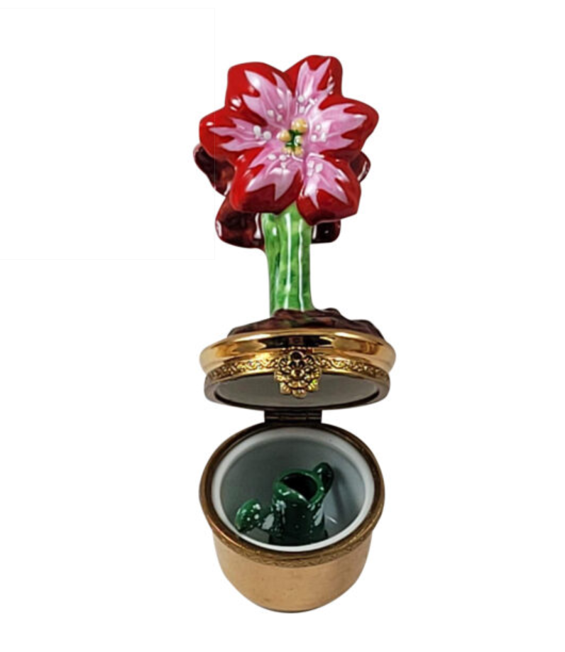 Red Amaryllis Flowers w Watering CAN, view 3